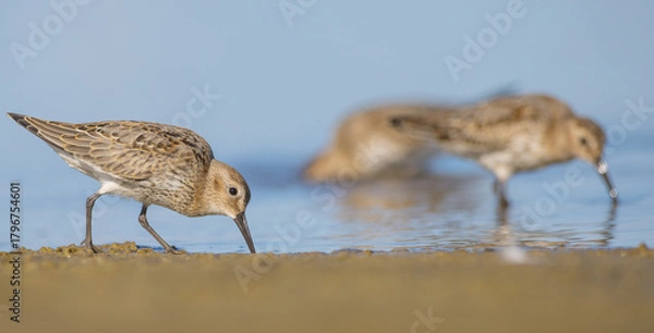 Fototapeta Dunlin - at a seashore on the autumn migration way