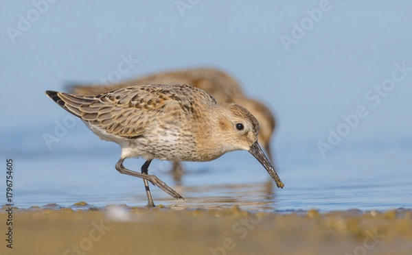 Fototapeta Dunlin - at a seashore on the autumn migration way