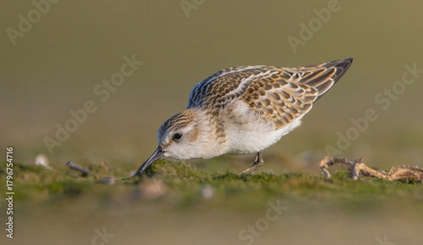 Fototapeta Little stint - at a seashore on the autumn migration way