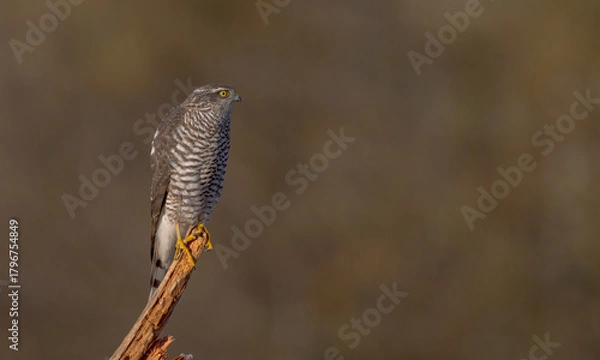 Fototapeta Eurasian Sparrowhawk - young male at the wet forest in autumn