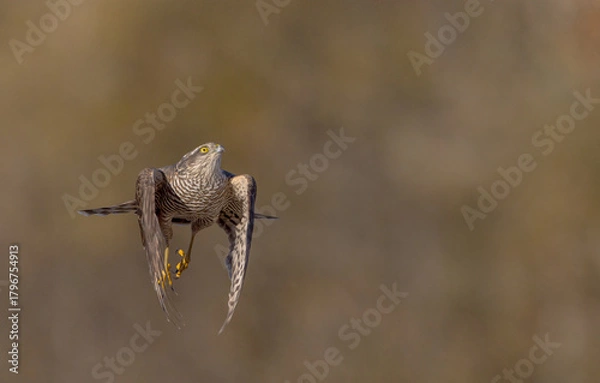 Fototapeta Eurasian Sparrowhawk - young male at the wet forest in autumn