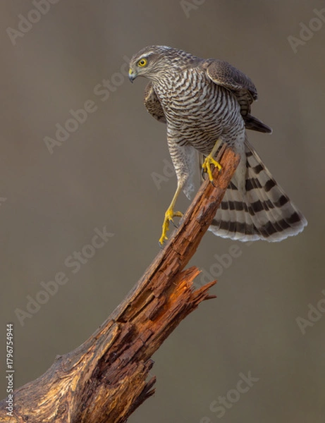 Obraz Eurasian Sparrowhawk - young male at the wet forest in autumn