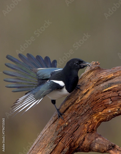 Obraz Common Magpie - at a wetland in autumn