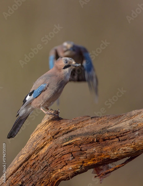 Obraz Eurasian Jay - in autumn  at a wetland