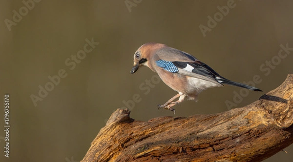 Fototapeta Eurasian Jay - in autumn  at a wetland