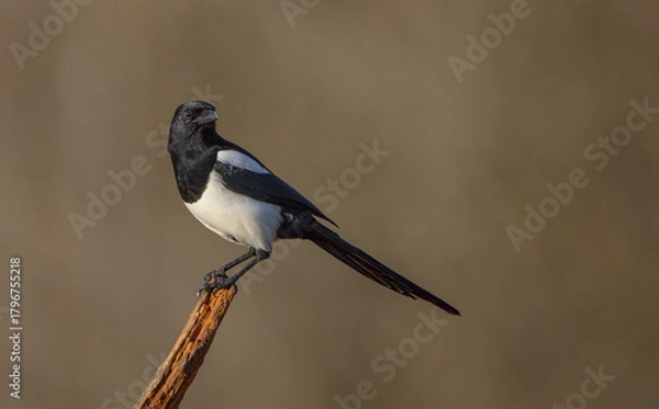 Fototapeta Common Magpie - at a wetland in autumn