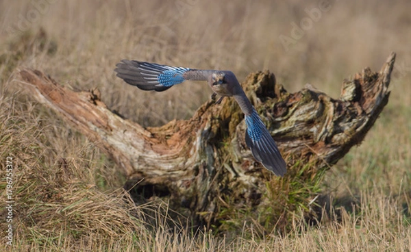 Fototapeta Eurasian Jay - in autumn  at a wetland