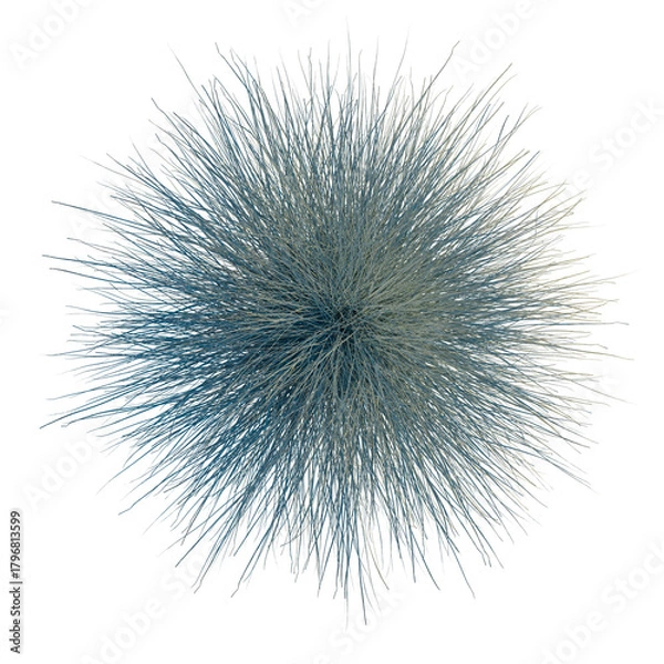 Fototapeta Festuca glauca tree plan, top view, cutout, transparent background, isolate, Abstract spiky orb with intricate detail, perfect for modern design use