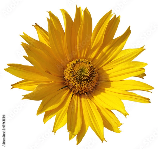 Fototapeta Yellow Daisy