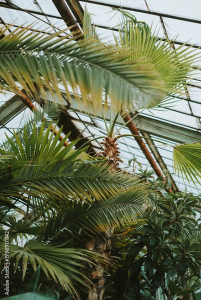 Obraz green palm tree