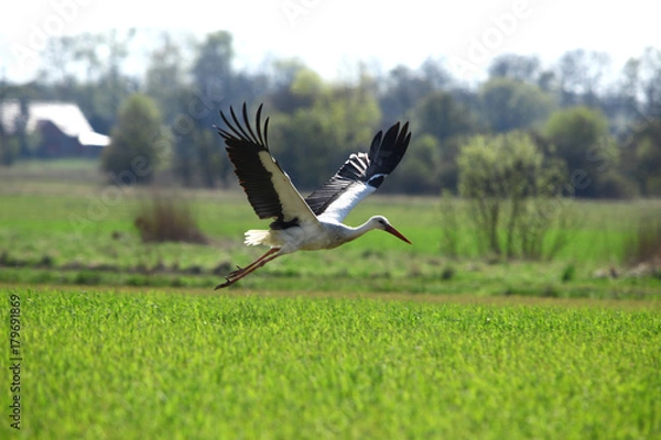 Obraz Bocian Biały w locie