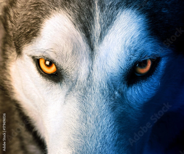 Obraz Mistyczny urok wilka