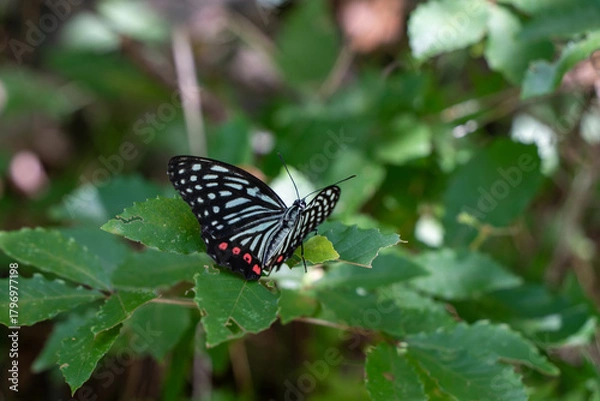 Obraz アカボシコマダラ