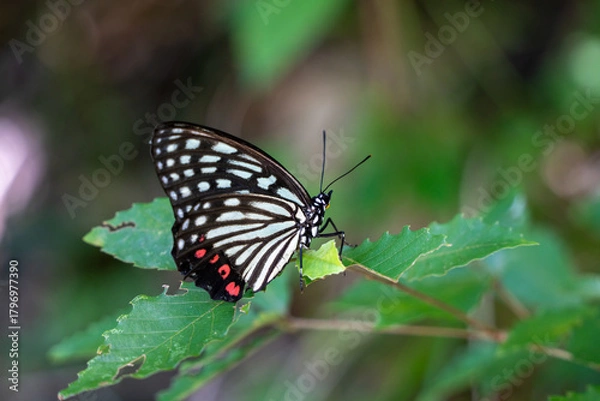 Obraz アカボシコマダラ