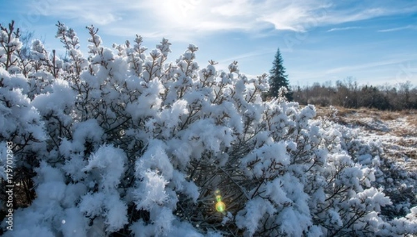Fototapeta Snow-laden shrub under bright winter sunlight, seasonal change
