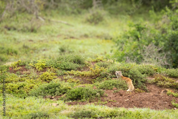 Fototapeta An alert yellow mongoose (Cynictus penicillata) at his den, Addo Elephant National Park, South Africa.