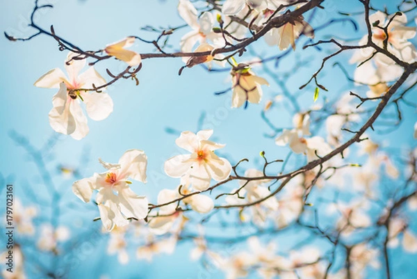 Fototapeta Splendid lush magnolia flowers gracefully adorn bare branches under a bright blue sky in a serene spring setting.