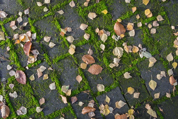 Fototapeta Gehweg mit Pflastersteinen in den Fugen wächst Moos und liegt Laub, Draufsicht