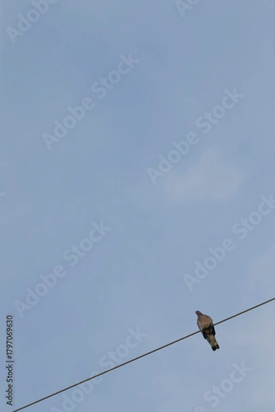 Fototapeta A solitary bird perched on a power line, silhouetted against a clear blue sky, capturing the essence of tranquility and nature's beauty.