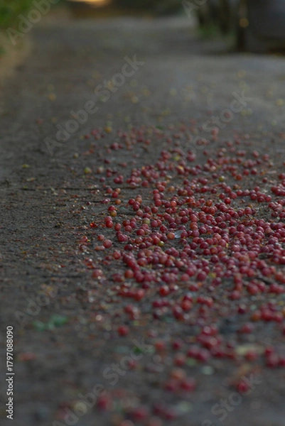 Fototapeta A vibrant scene of scattered red berries on a gravel pathway, creating a striking contrast with the earthy tones surrounding them.