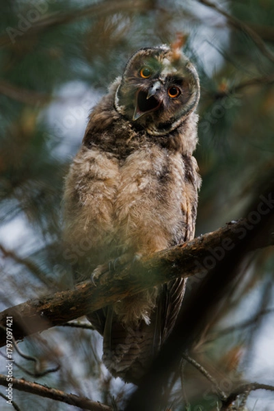 Obraz A curious owl sat on a branch among the pine trees in forest.