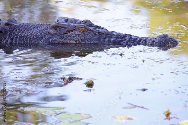 Obraz crocodile at the yellow water river at the kakadu national park in australia
