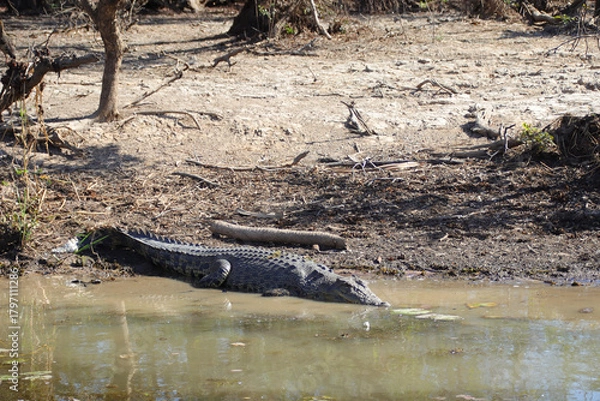 Fototapeta crocodile at the yellow water river at the kakadu national park in australia