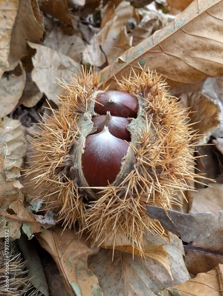 Obraz Group of chestnuts typical autumnal fruit