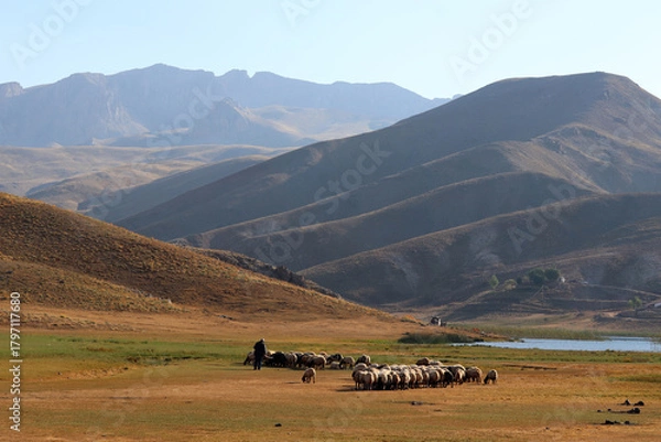 Fototapeta Shepherd herding sheep on the Sobucimen plateau, Alanya, Turkey