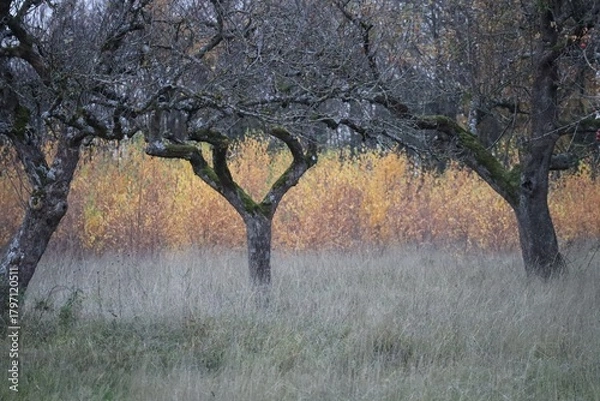 Obraz Poplars behind an Orchard