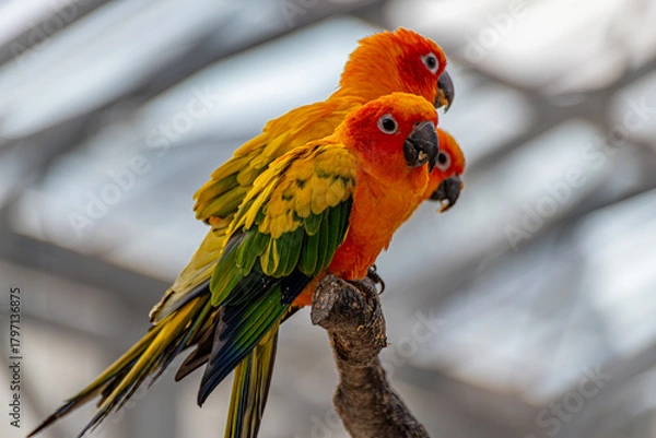 Obraz コガネメキシコインコ