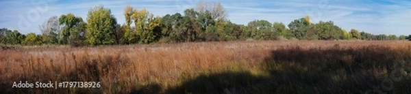 Obraz Scenic view of tall grass and trees under a clear blue sky in a tranquil natural setting during early autumn