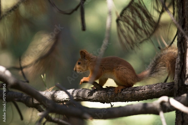 Obraz Squirrel on tree branch