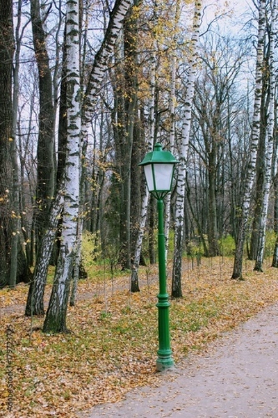 Obraz Birch Alley with beautiful street lamps in the estate of Leo Tolstoy in Yasnaya Polyana.