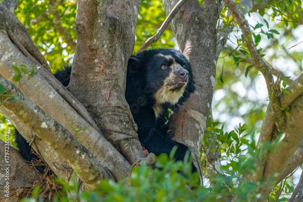 Obraz Andean bear cub in tree