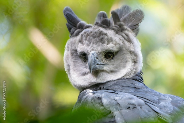 Obraz hARPY EAGLE