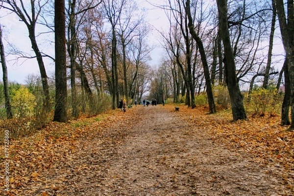 Obraz Fallen yellow leaves in the park in the estate of Count Leo Tolstoy in Yasnaya Polyana.