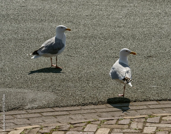 Obraz two seagulls, one with one leg, are standing outside on an asphalt road