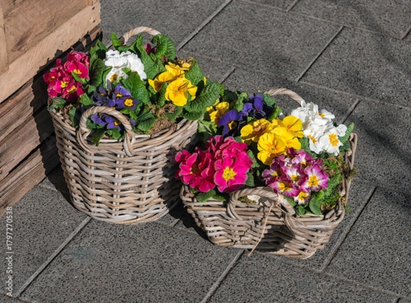 Obraz two wooden baskets filled with colorful flowers stand outside on the street