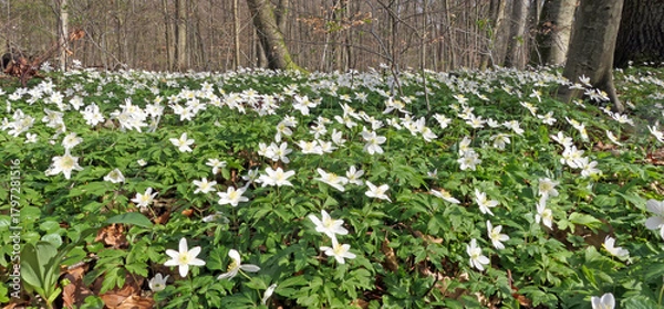 Obraz Buschwindroeschen