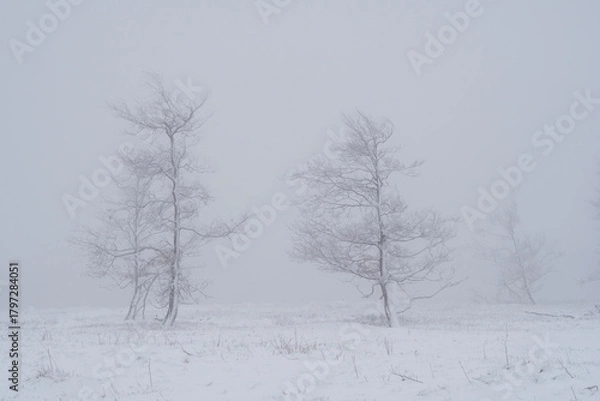 Fototapeta Landscape view of Kahler Asten during wintertime, Sauerland, Germany