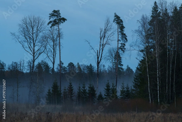 Obraz autumn evening with a forest with fog
