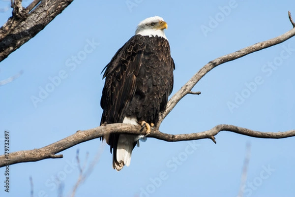 Obraz A Sunning Bald Eagle