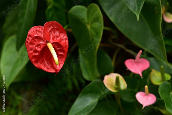 Obraz アンスリウム