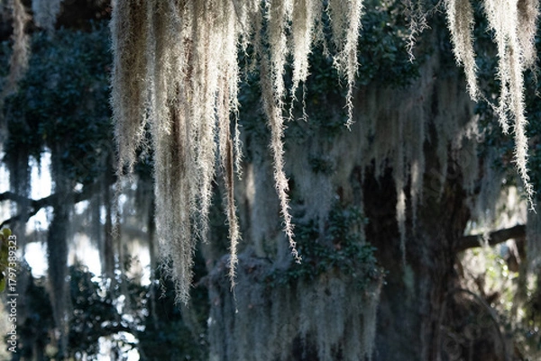 Obraz Spanish Moss in Live Oak Tree