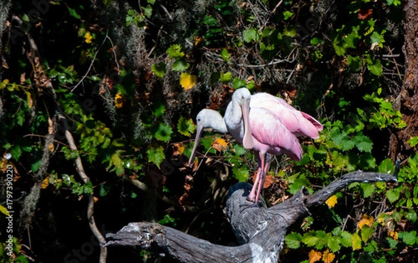 Obraz roseate spoonbill in a tree