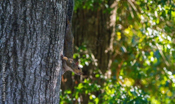 Obraz squirrel on a tree