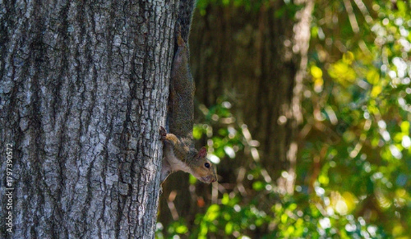 Obraz squirrel on a tree