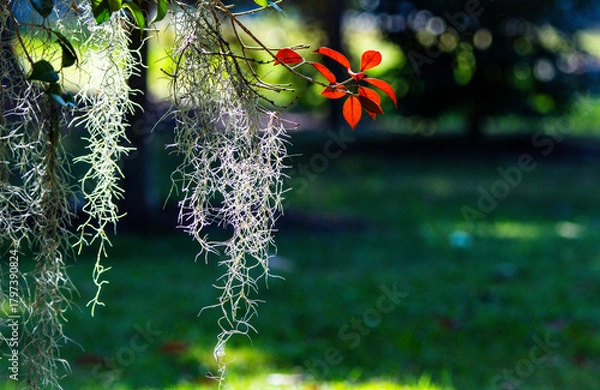 Obraz flower and moss in the wind