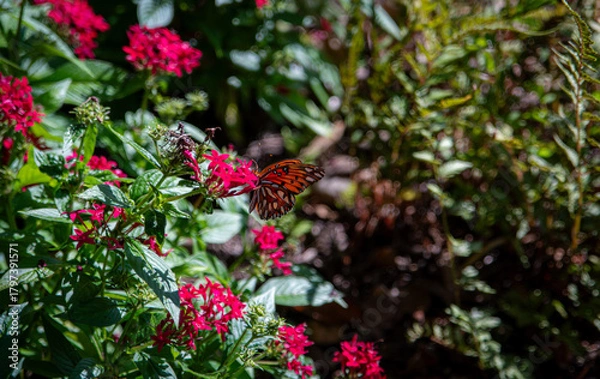 Obraz butterfly on flower